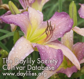 Daylily Essence of Violet